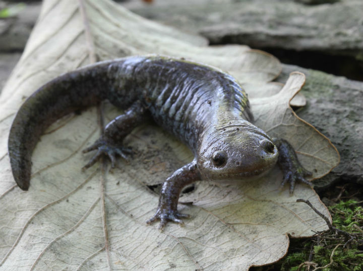 Mole Salamander